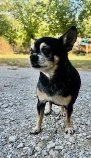 Angel, a ADOPTABLE Chihuahua in Weatherford, TX image 5/5