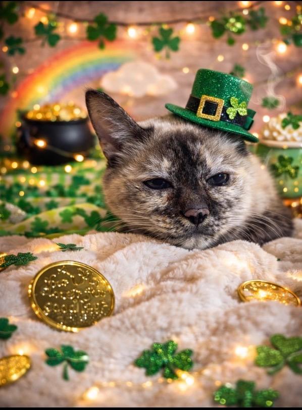 LAURA, Adoptable, Adult Female Siamese.