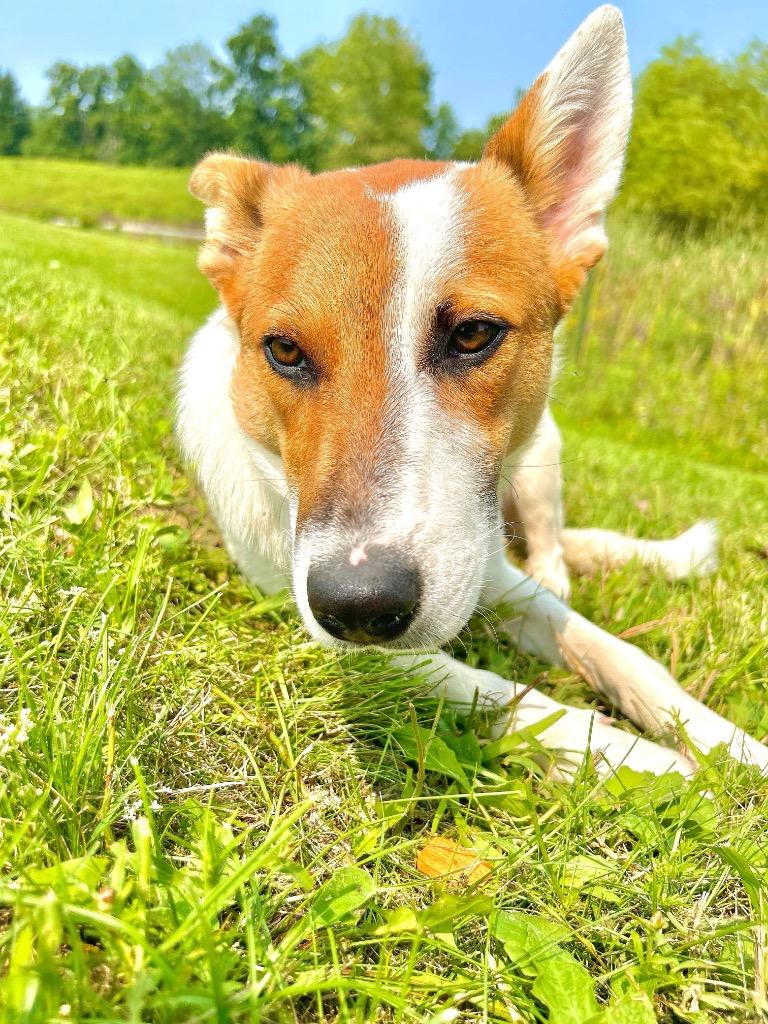 Enlarge Logan, a Adoptable mixed breed in Hudson, NY image 1/1