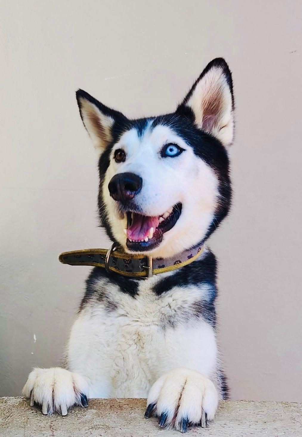 Enlarge CASPER, a Adoptable Husky in Rowland Heights, CA image 1/5