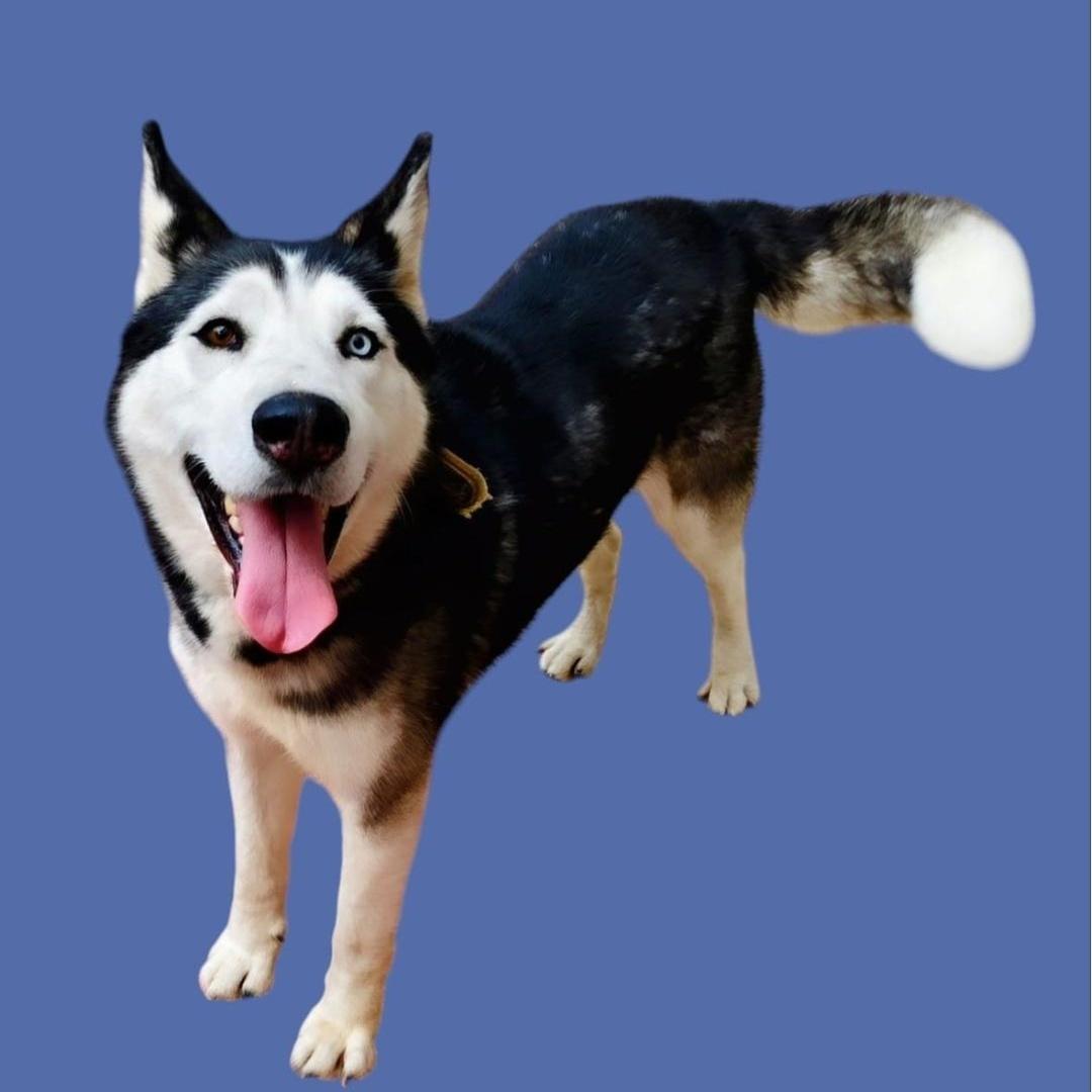 Enlarge CASPER, a Adoptable Husky in Rowland Heights, CA image 2/5