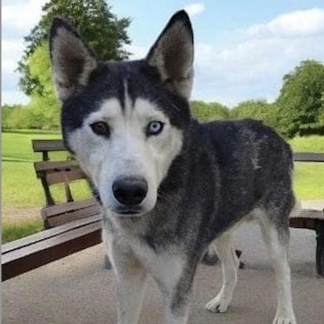 Enlarge CASPER, a Adoptable Husky in Rowland Heights, CA image 3/5