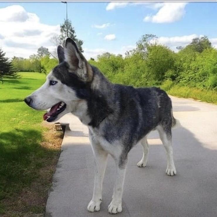 Enlarge CASPER, a Adoptable Husky in Rowland Heights, CA image 4/5