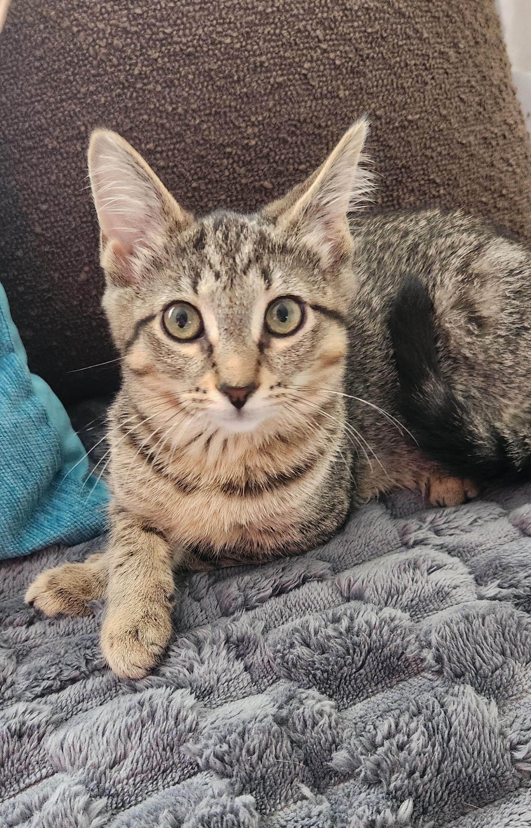 Millie, a ADOPTABLE mixed breed in Lombard, IL image 2/6