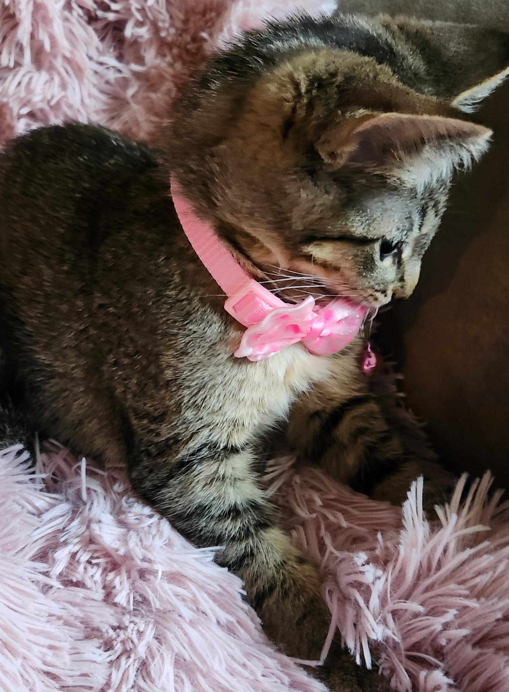 Millie, a ADOPTABLE mixed breed in Lombard, IL image 3/6