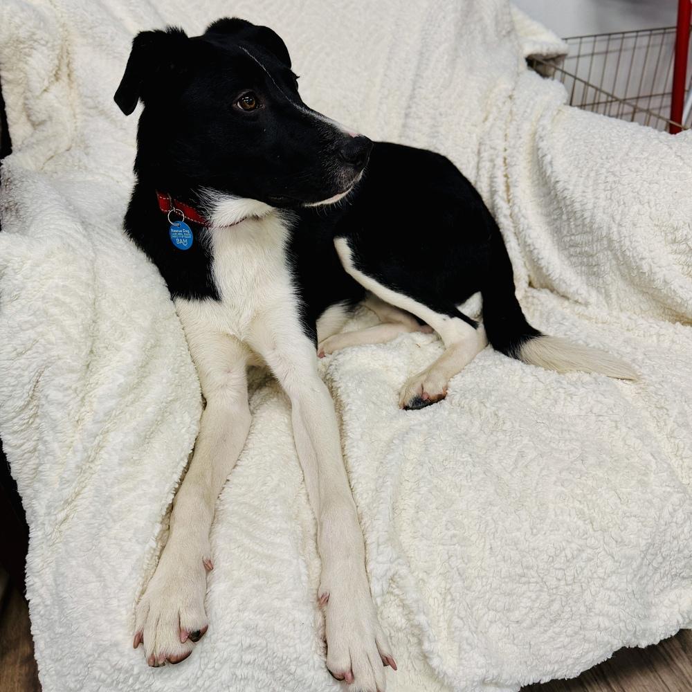 Enlarge Rio, a Adoptable mixed breed in Hurricane, UT image 1/6