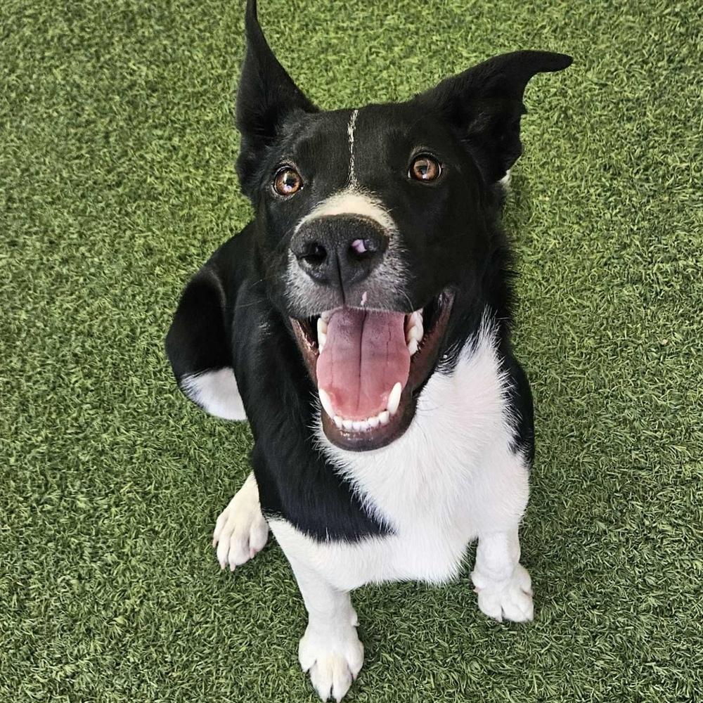 Enlarge Rio, a Adoptable mixed breed in Hurricane, UT image 5/6