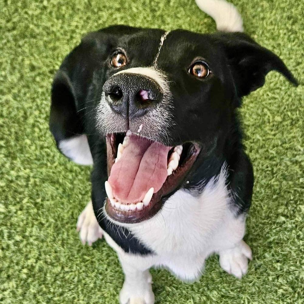 Rio, Adoptable, Young Male Border Collie.