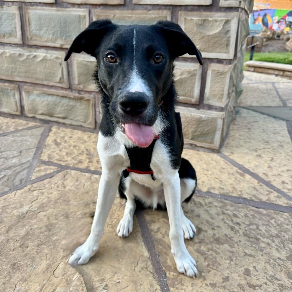 Enlarge Rio, a Adoptable mixed breed in Hurricane, UT image 2/6