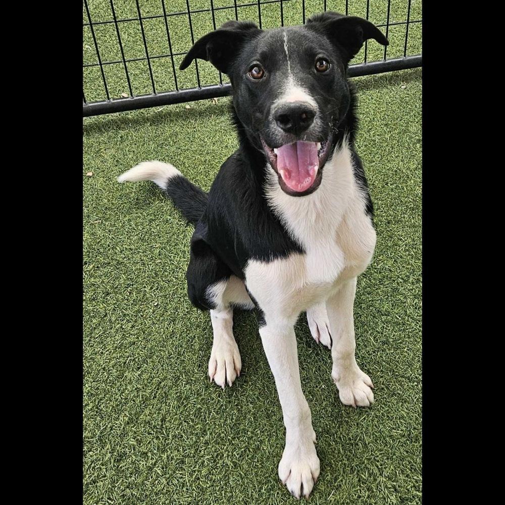 Enlarge Rio, a Adoptable mixed breed in Hurricane, UT image 6/6