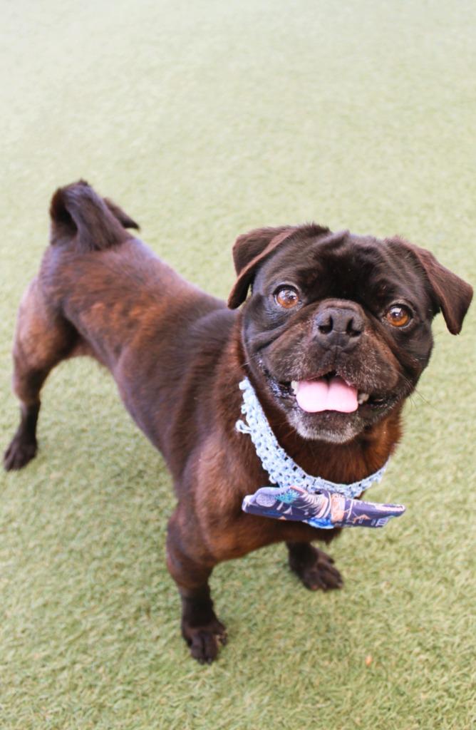 Enlarge Stafford, a Adoptable Pug in Gardena, CA image 1/6