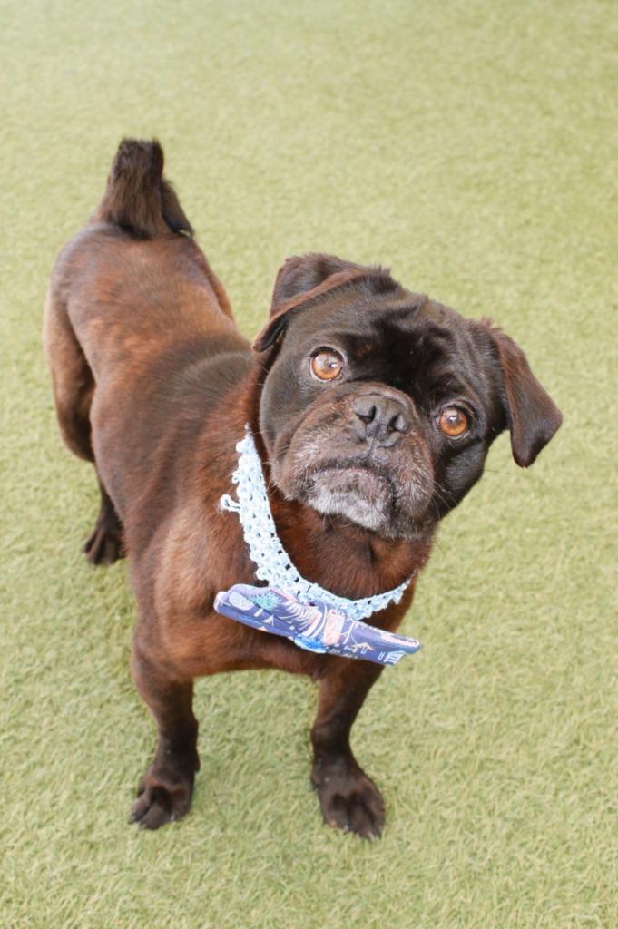 Enlarge Stafford, a Adoptable Pug in Gardena, CA image 2/6