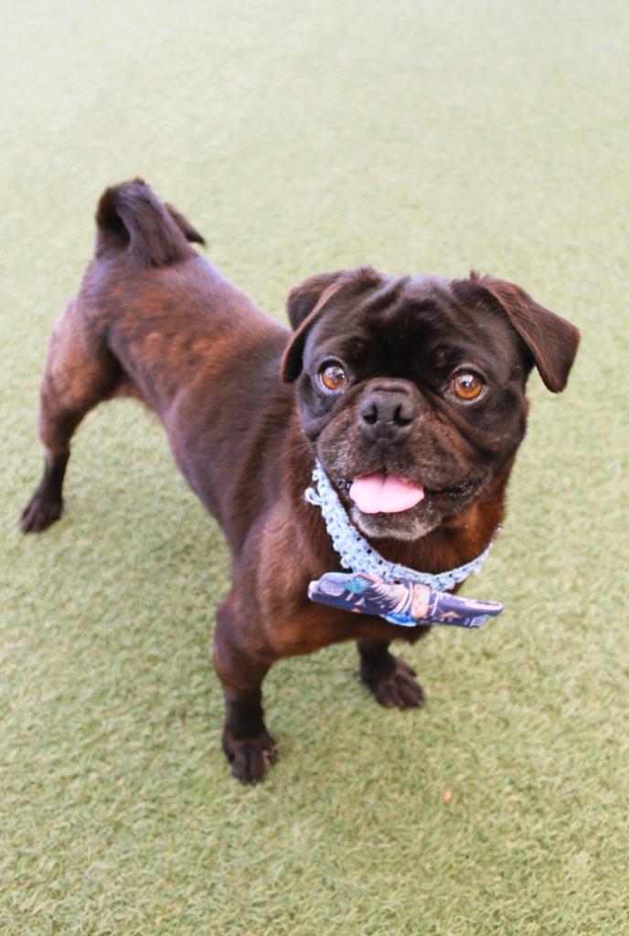 Enlarge Stafford, a Adoptable Pug in Gardena, CA image 3/6