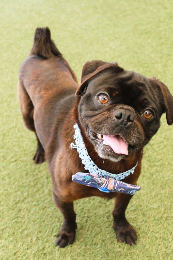Enlarge Stafford, a Adoptable Pug in Gardena, CA image 4/6