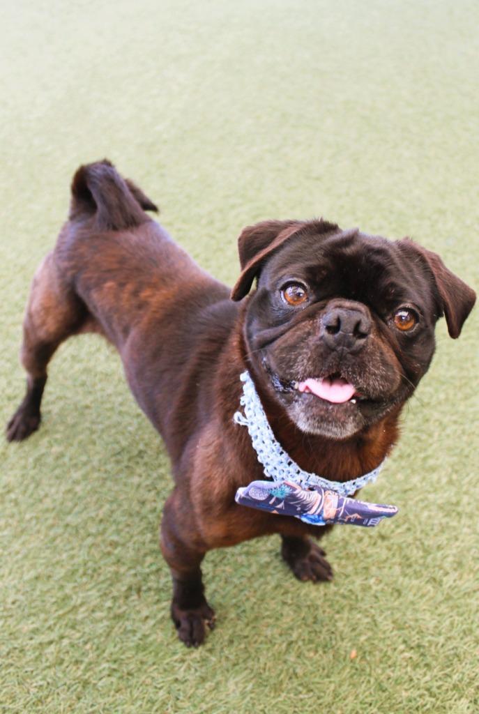 Enlarge Stafford, a Adoptable Pug in Gardena, CA image 5/6