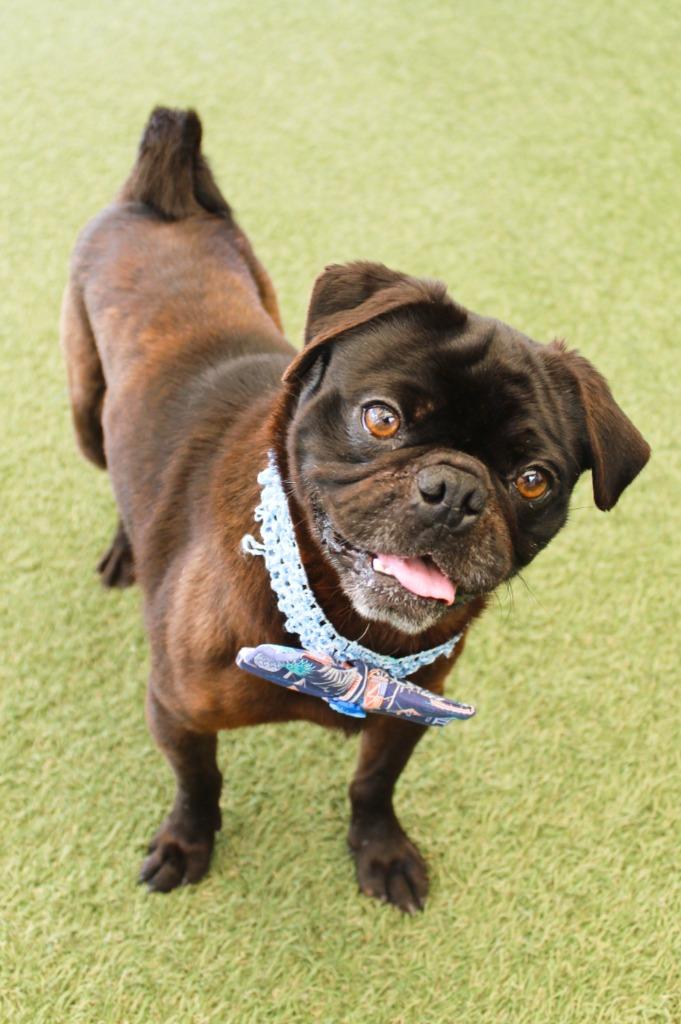 Enlarge Stafford, a Adoptable Pug in Gardena, CA image 6/6