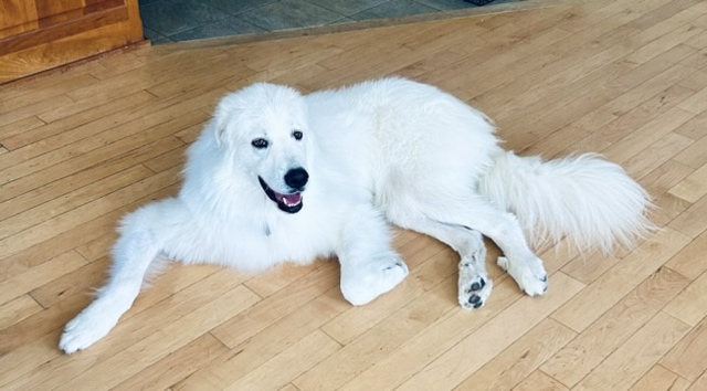 BENTLEY, a Adopted Great Pyrenees in Amboy, WA image 1/5