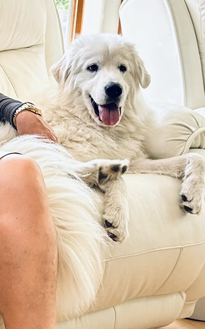 BENTLEY, a Adopted Great Pyrenees in Amboy, WA image 2/5