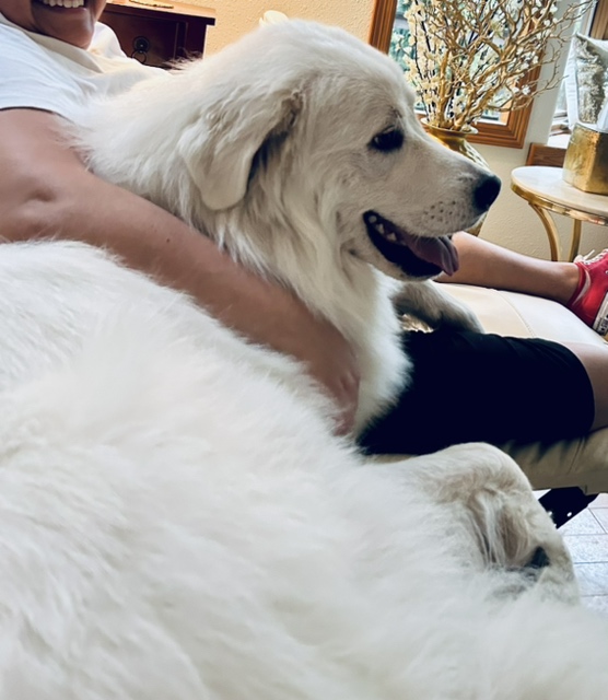 BENTLEY, a Adopted Great Pyrenees in Amboy, WA image 3/5