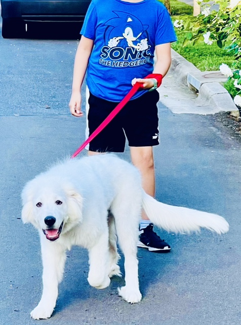 BENTLEY, a Adopted Great Pyrenees in Amboy, WA image 4/5