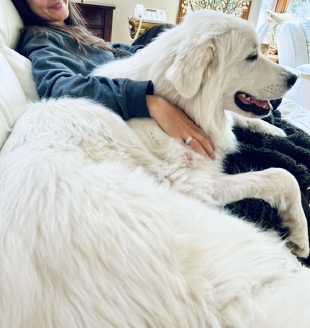 BENTLEY, a Adopted Great Pyrenees in Amboy, WA image 5/5