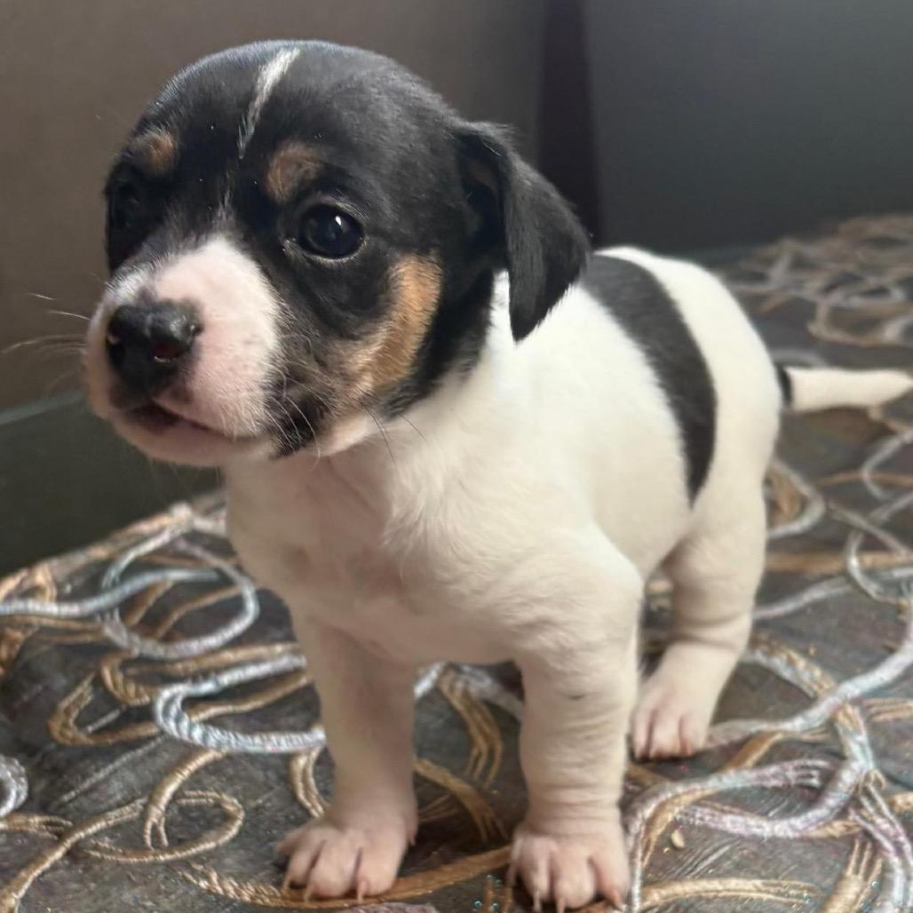 Batman, Adoptable, Puppy Male Chihuahua & Jack Russell Terrier.