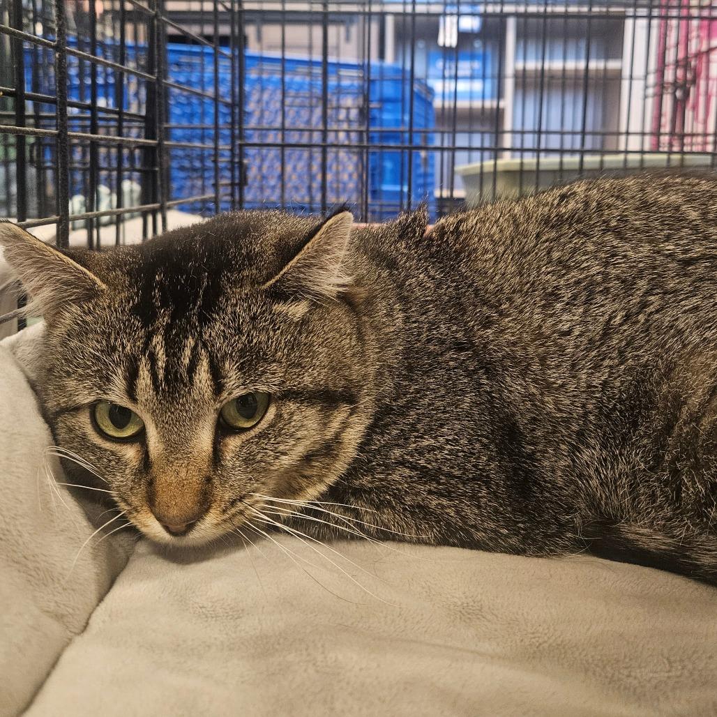 Bruce, Adoptable, Adult Male Domestic Short Hair.