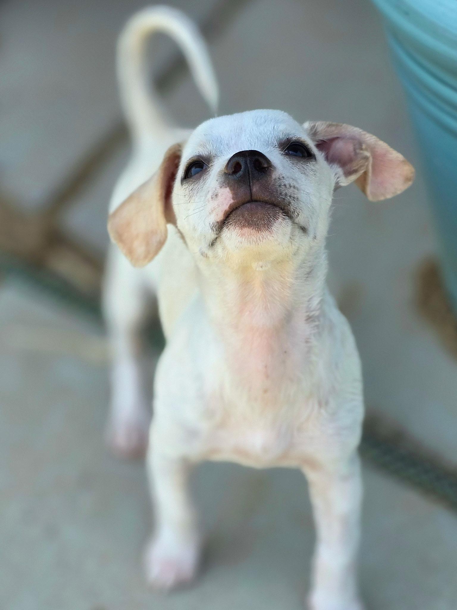 Jackie, a ADOPTABLE mixed breed in Penryn, CA image 4/4