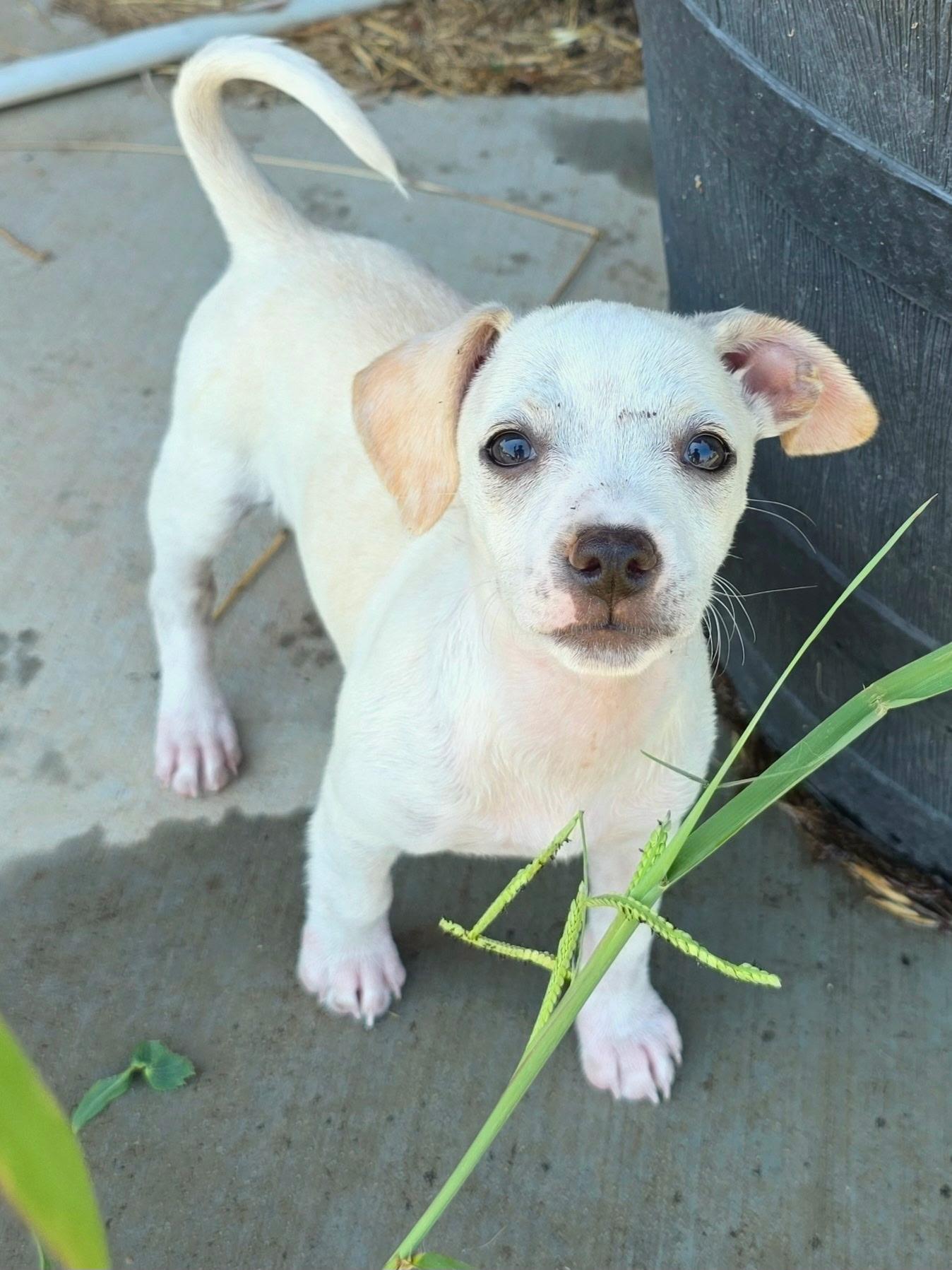 Jackie, a ADOPTABLE mixed breed in Penryn, CA image 2/4