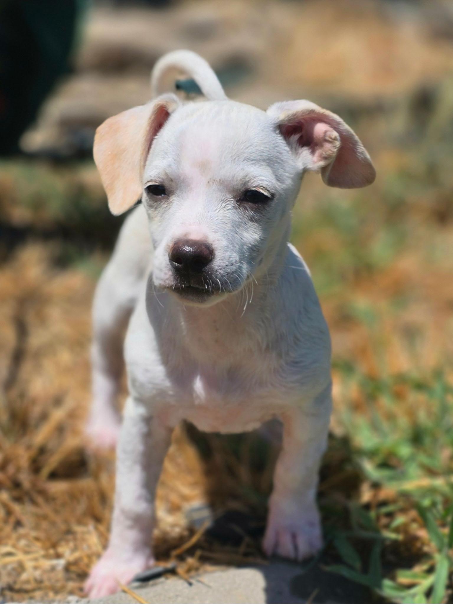 Jackie, a ADOPTABLE mixed breed in Penryn, CA image 1/4