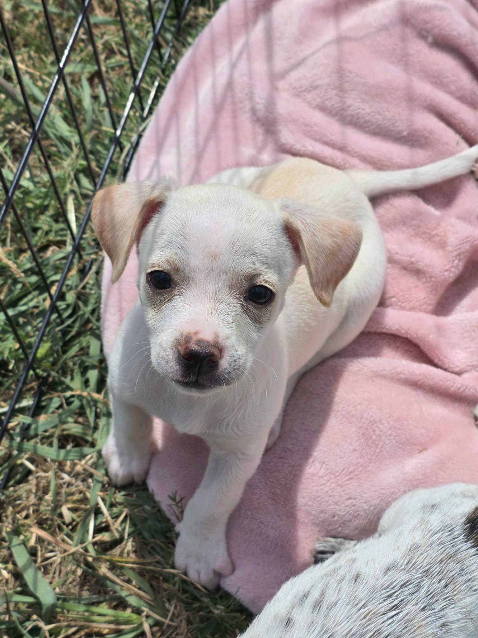 Jackie, ADOPTABLE, Puppy Female Chihuahua & Australian Cattle Dog / Blue Heeler.