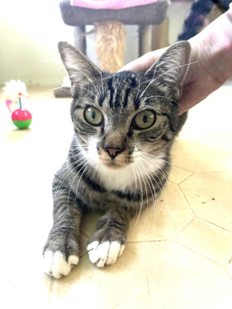 Tinker, Adoptable, Adult Female Domestic Short Hair.