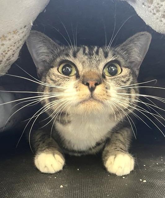 Enlarge Tinker, a Adoptable mixed breed in Ogden, UT image 2/4