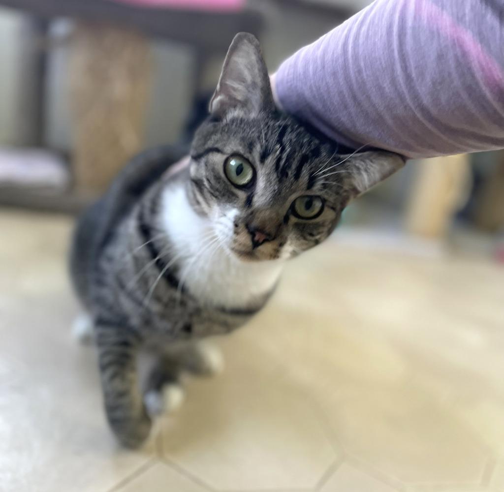 Enlarge Tinker, a Adoptable mixed breed in Ogden, UT image 3/4