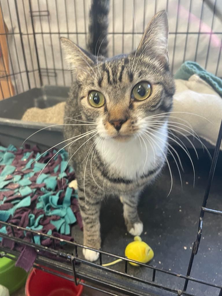 Enlarge Tinker, a Adoptable mixed breed in Ogden, UT image 4/4