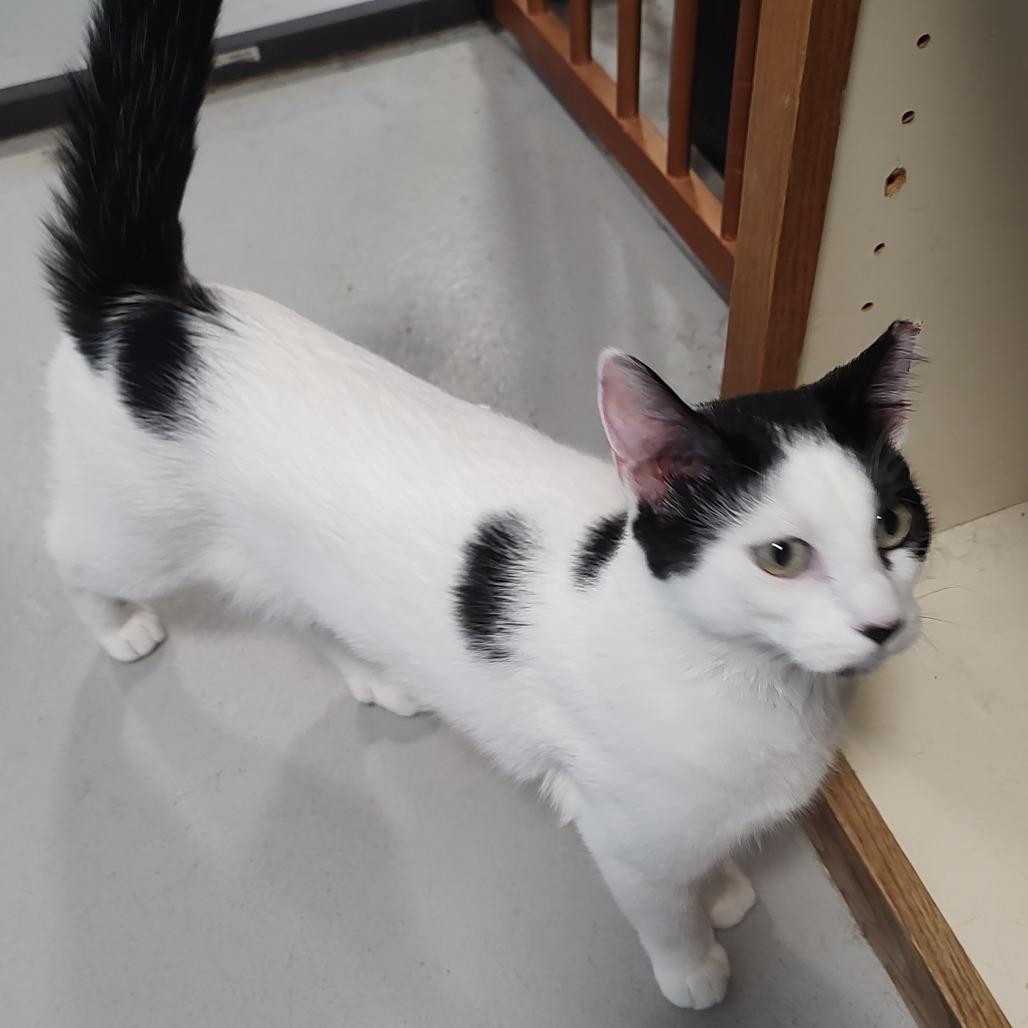 Oreo, Adoptable, Young Female Extra-Toes Cat / Hemingway Polydactyl & Domestic Short Hair.