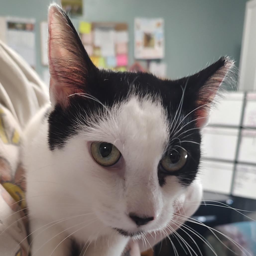 Enlarge Oreo, a Adoptable mixed breed in Driggs, ID image 2/5