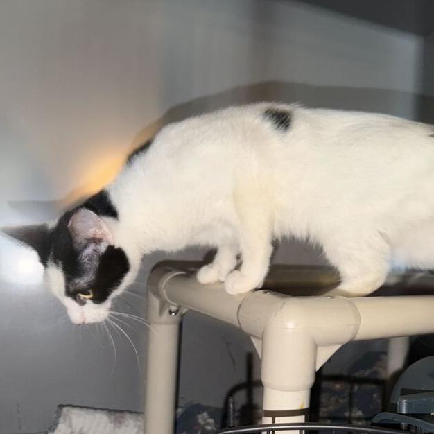Enlarge Oreo, a Adoptable mixed breed in Driggs, ID image 3/5