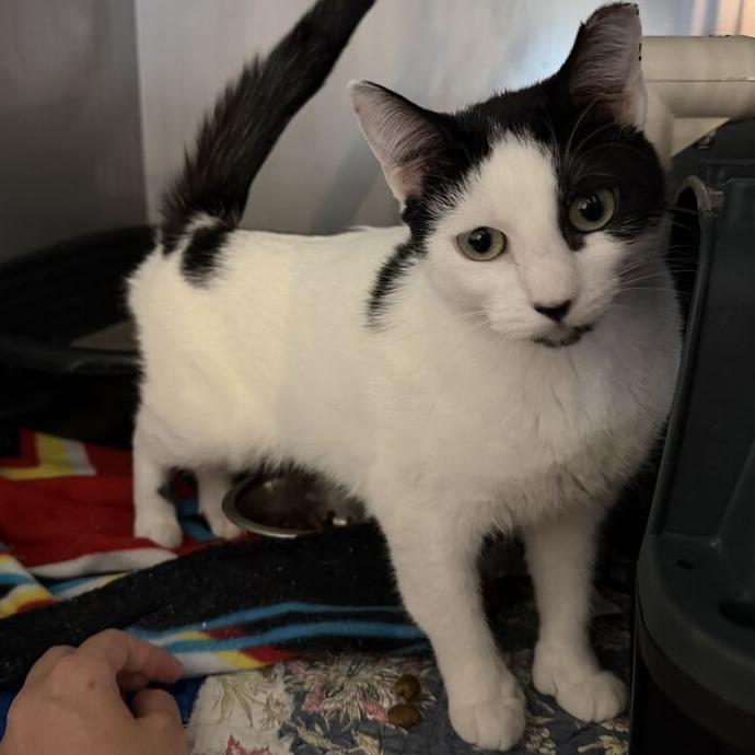 Enlarge Oreo, a Adoptable mixed breed in Driggs, ID image 4/5
