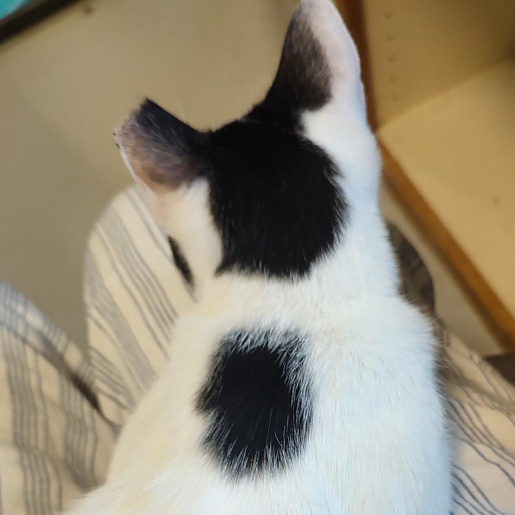 Enlarge Oreo, a Adoptable mixed breed in Driggs, ID image 5/5