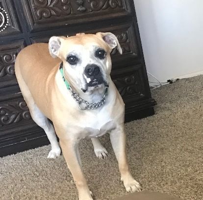 SCARLET, Senior Female unknown