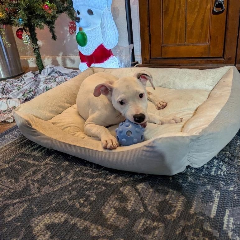 Snow, a Adoptable mixed breed in North Haven, CT image 5/5