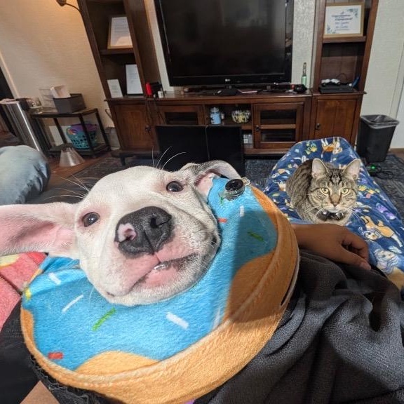 Snow, a Adoptable mixed breed in North Haven, CT image 4/5