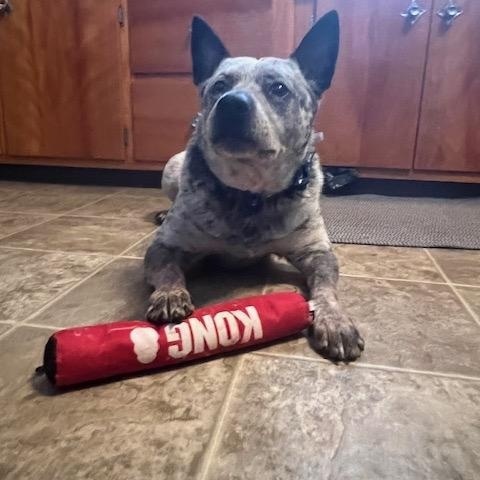 Brutus, ADOPTABLE, Young Male Australian Cattle Dog / Blue Heeler.