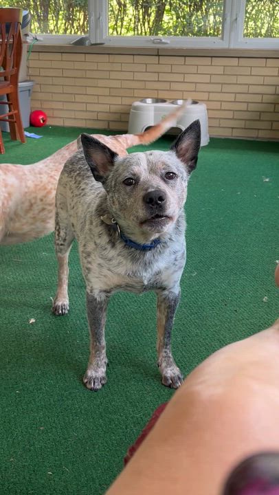 Enlarge Brutus, a ADOPTABLE Australian Cattle Dog / Blue Heeler in Pittsburgh, PA video 5/5