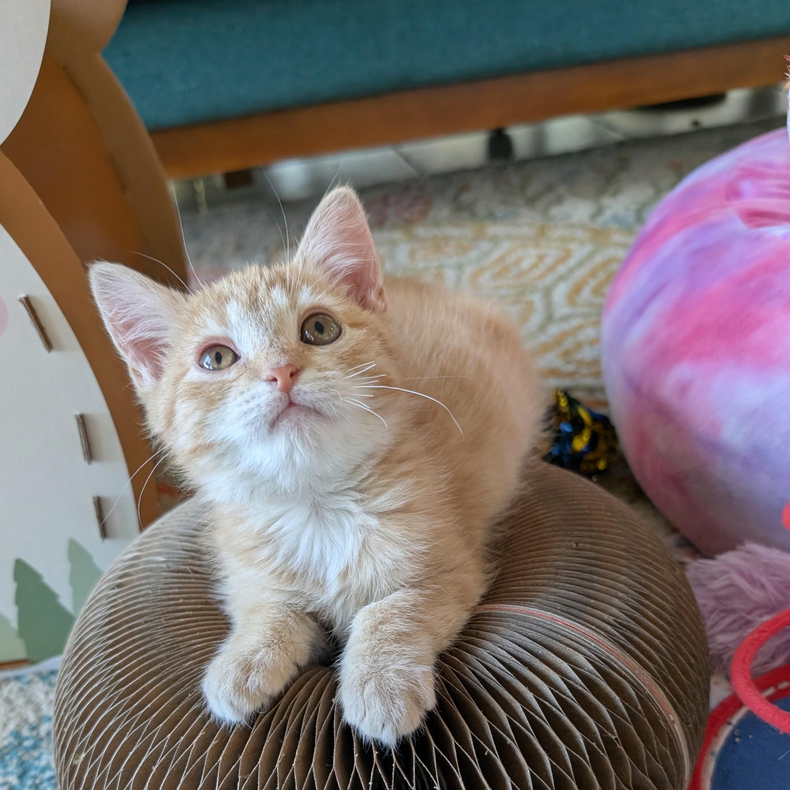 Enlarge Lou Bega - will make your life zoomier!, an adopted Tabby in Southern Pines, NC image 3/3