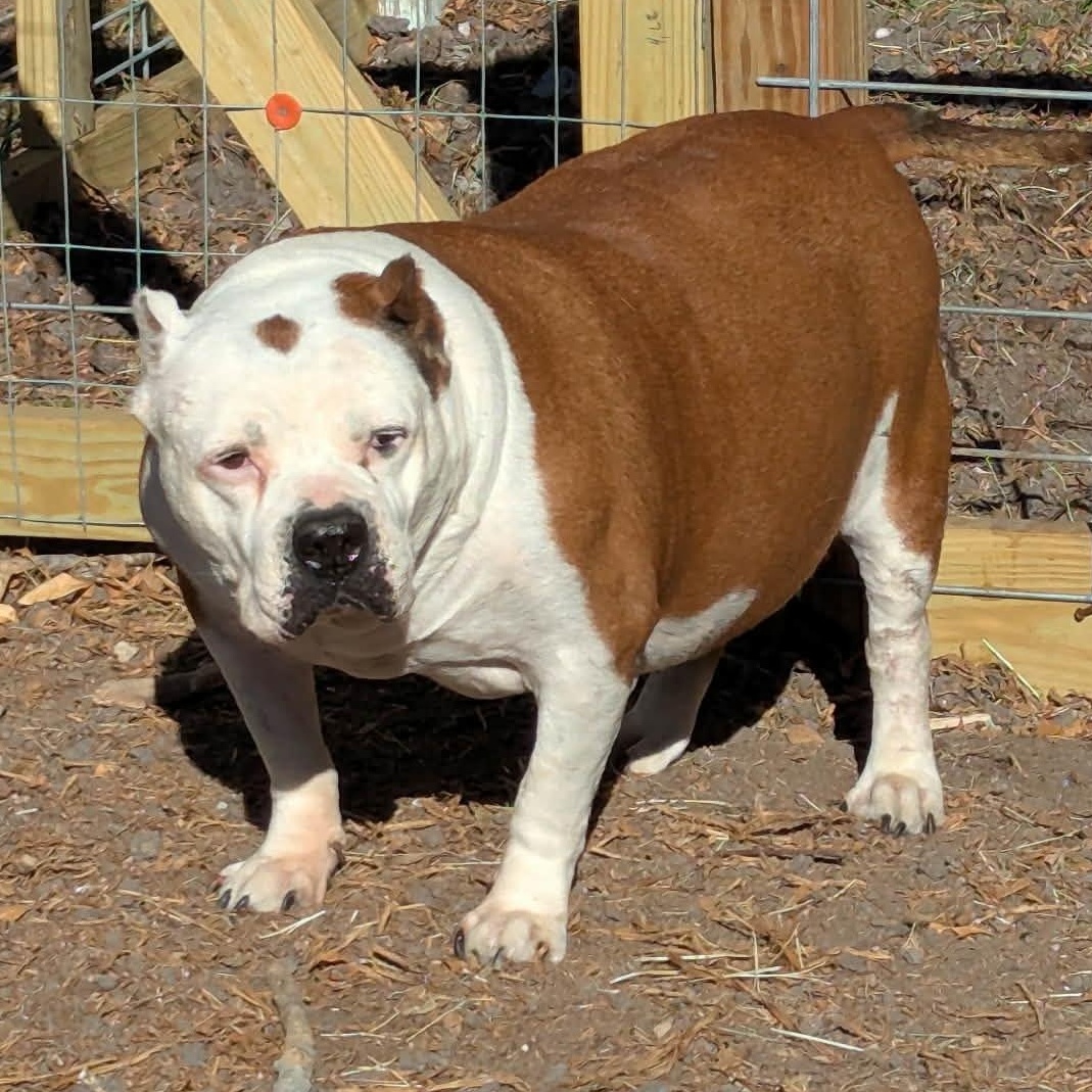 King — thumbnail 3