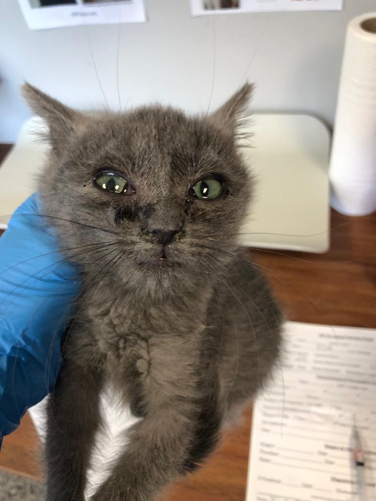 Kyle, Adoptable, Kitten Male Domestic Short Hair.