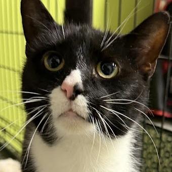Enlarge Minnie, a Adoptable Domestic Short Hair in La Plata, MD image 1/1