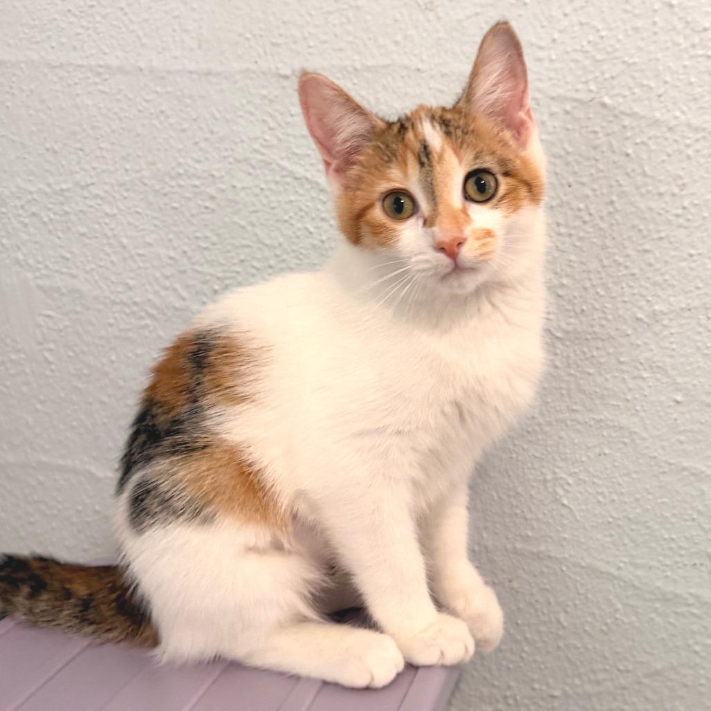 Blanche, Adoptable, Young Female Domestic Short Hair.